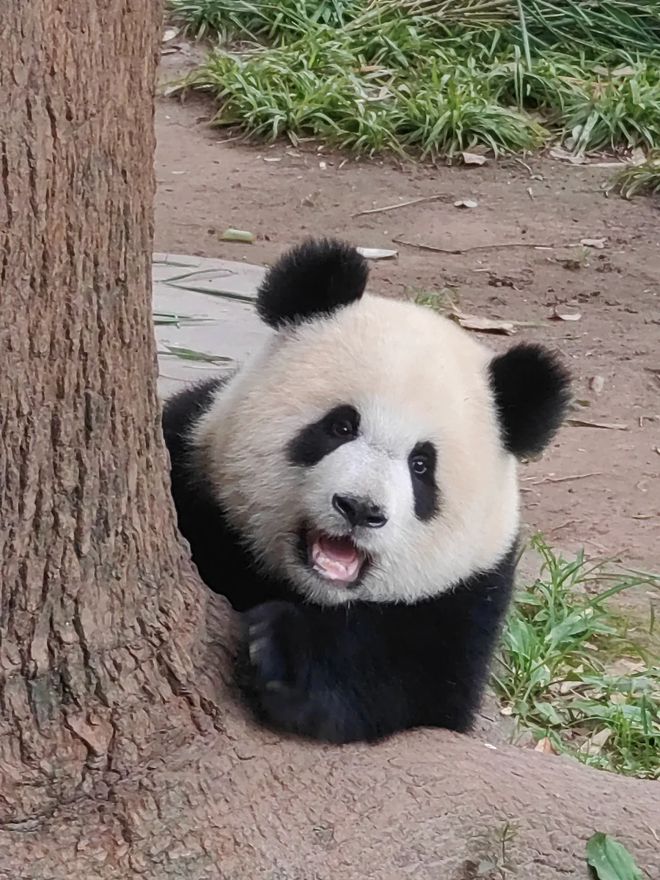 适合全家打卡的景点与亲子活动九游会J9重庆亲子游攻略：(图3)